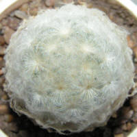 Mamillaria Plumosa