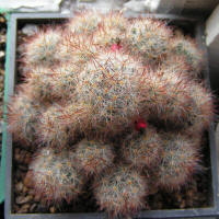 Mamillaria Prolifera