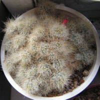 Mamillaria Prolifera