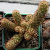 Mamillaria Elongata