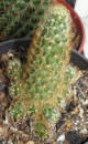 Mamillaria Elongata