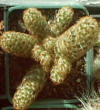 Mamillaria Elongata