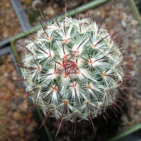 Mamillaria Microhelia