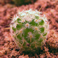 Mammillaria albilanata