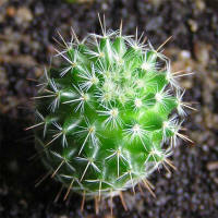 Mammillaria albilanata