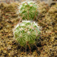 Mammillaria angelensis