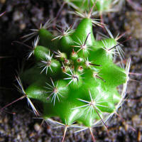 Mammillaria blossfeldiana