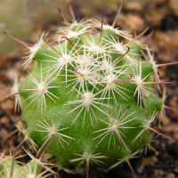 Mammillaria blossfeldiana SB 1854