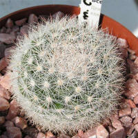 Mamillaria candida