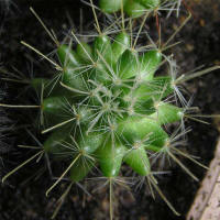 Mamillaria crinita