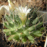 Mamillaria crinita