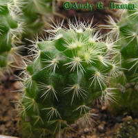 Mammillaria densispina