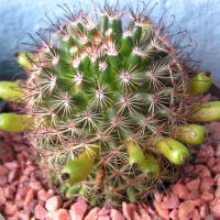 Mammillaria duoformis tenango de valle white fls