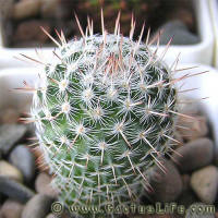 Mammillaria geminispina