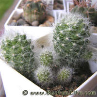 Mammillaria glassii L1186A