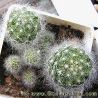 Mammillaria glassii L1186A