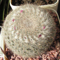 Mamillaria hahniana