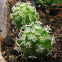 Mamillaria huitzilopochtli L 1500