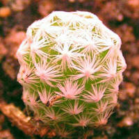 Mamillaria humboldtii