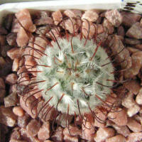 Mammillaria perezdelarosae