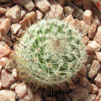 Mamillaria ritteriana