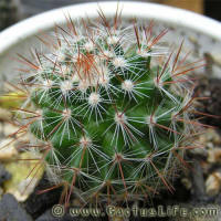 Mamillaria nunezii