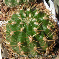 Matucana calvescens L115