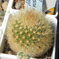 Matucana haynei ssp. myriacantha L173