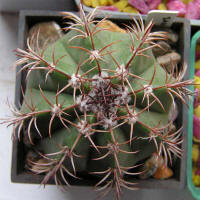 Melocactus matanzanus 