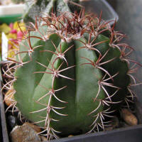 Melocactus matanzanus 