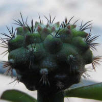 Parodia occulta