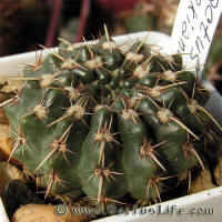 Notocactus tureczekianus P398
