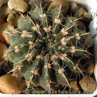 Notocactus tureczekianus P398