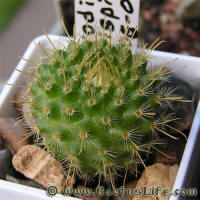 Parodia aureispina