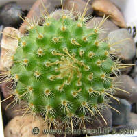 Parodia aureispina