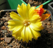 Parodia formosa