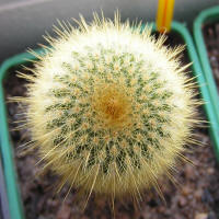 Parodia leninghausii