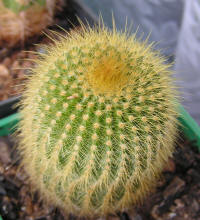 Parodia leninghausii