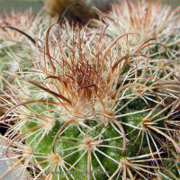 Parodia ocampoi ssp. zecheri