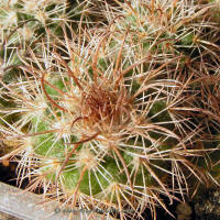 Parodia ocampoi ssp. zecheri