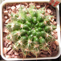 Parodia submammulosa