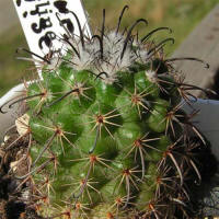 Parodia subterranea