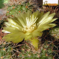 Parodia talaensis P150