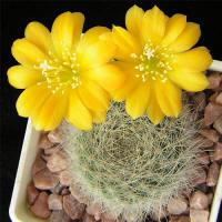 Rebutia aff. senilis