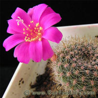 Rebutia violaciflora