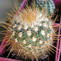 Stenocactus albatus