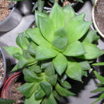 Haworthia ymbiformis v. ramosa