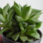 Haworthia Сymbiformis v. ramosa