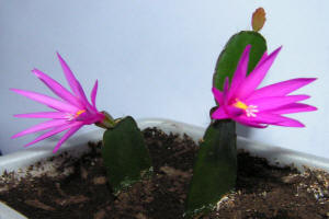 Hatiora (Ripsalidopsis) x graeseri
