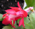 Shlumbergera Truncatus